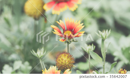 Flower (Zinnia, Zinnia violacea Cav.) in garden 35642007