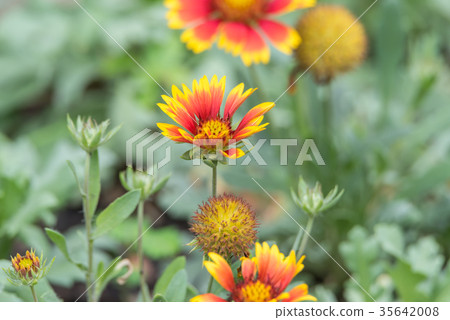 Flower (Zinnia, Zinnia violacea Cav.) in garden 35642008