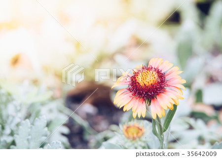Flower (Zinnia, Zinnia violacea Cav.) in garden 35642009