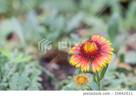 Flower (Zinnia, Zinnia violacea Cav.) in garden 35642011