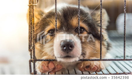 Puppy in cage dog with sadness 35642398
