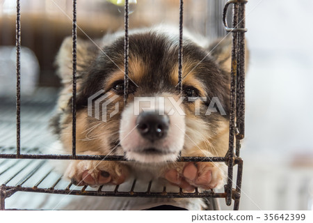 Puppy in cage dog with sadness Puppy in cage dog with sadness 35642399