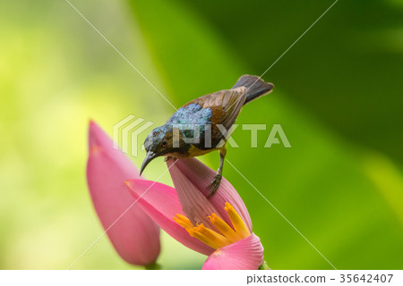 Bird (Brown-throated sunbird) on banana flower Bird (Brown-throated sunbird) on banana flower 35642407