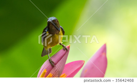 Bird (Brown-throated sunbird) on banana flower Bird (Brown-throated sunbird) on banana flower 35642408