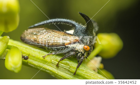 Macro of Strange treehopper is small bug in nature Macro of Strange treehopper is small bug in nature 35642452
