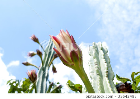 Pillar of cactus 35642485