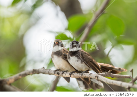 Two birds (Pied Fantail Flycatcher) in nature wild Two birds (Pied Fantail Flycatcher) in nature wild 35642579