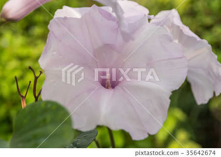 Flower (Morning Glory Tree Flower, Convolvulaceae) Flower (Morning Glory Tree Flower, Convolvulaceae) 35642674