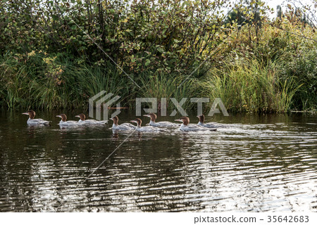 A group of young Common Loon chicks swimming on 35642683