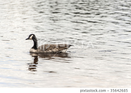 Ducks swimming on lake of two rivers in algonquin Ducks swimming on lake of two rivers in algonquin 35642685