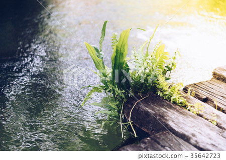 Fern growth on wood with water in a garden 35642723