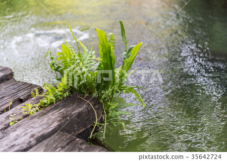 Fern growth on wood with water in a garden Fern growth on wood with water in a garden 35642724