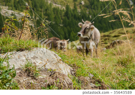 cows during transhumance cows during transhumance 35643589