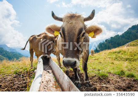 cows during transhumance 35643590