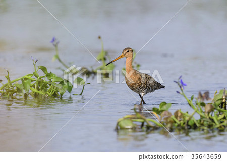 Ogurashigi Natsuha (Oeguro Aoi) Ogurashigi Natsuha (Oeguro Aoi) 35643659