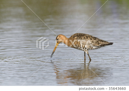 Ogurashigi Natsuha (Oeguro Aoi) Ogurashigi Natsuha (Oeguro Aoi) 35643660