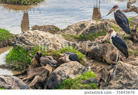 Marabou storks on dead wildebeest at the Mara Marabou storks on dead wildebeest at the Mara 35643676