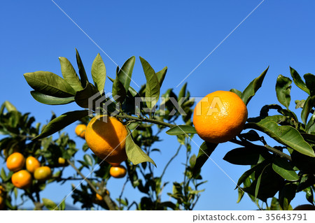 和歌山美味的橘子 35643791