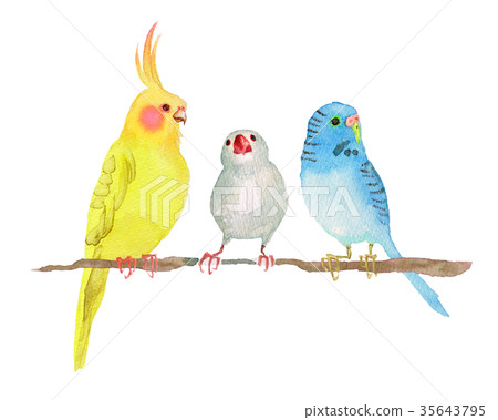 小形鸚鵡彩旗鳥柿子水彩例證 35643795