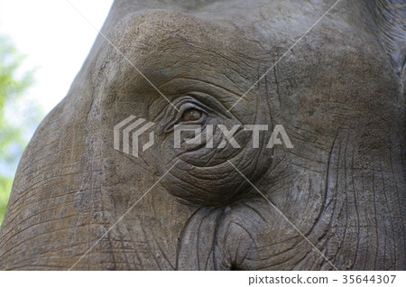 Wooden elephant eyes Wooden elephant eyes 35644307