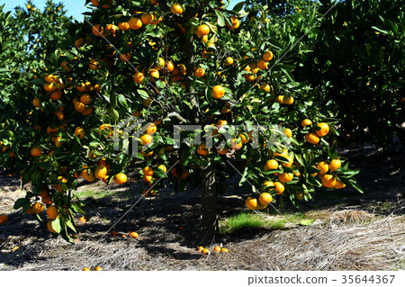 Kishu oranges for sushi Kishu oranges for sushi 35644367