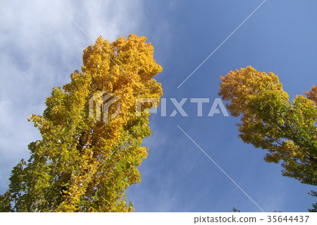 Ginkgo Twin Ginkgo Twin 35644437