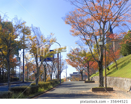 街道樹變紅的學校道路（在同誌社大學京田北校區正門前） 35644521
