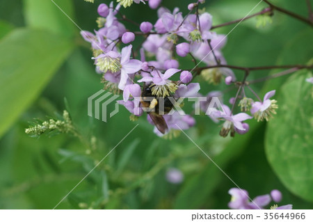Tramphis sucking the honey of Shikin Larch 35644966