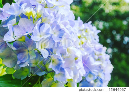  hydrangea 35644967
