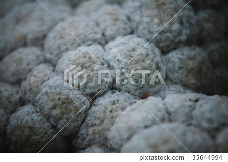 Close up on cactus mammillaria, top view 35644994