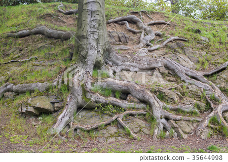 Close up on big tree roots Close up on big tree roots 35644998