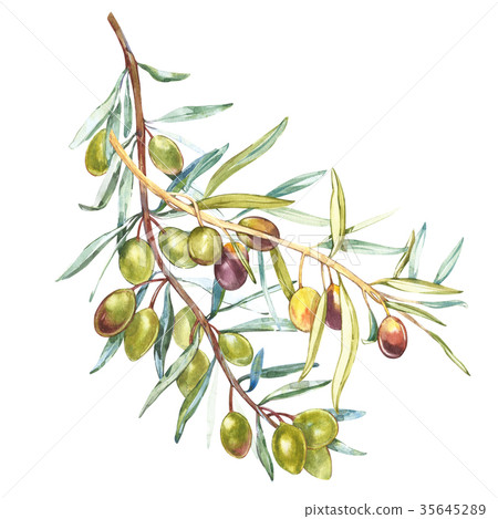 A branch of ripe green olives. Watercolor and - Stock Illustration ...