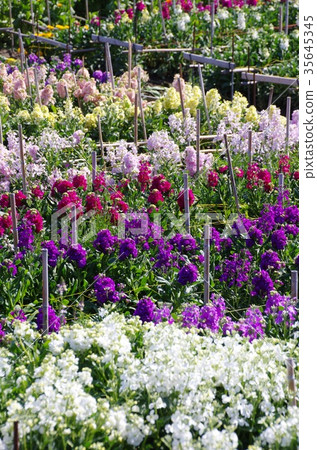 Shiramazu花田(千葉縣南房總市) Shiramazu花田(千葉縣南房總市) 35645345