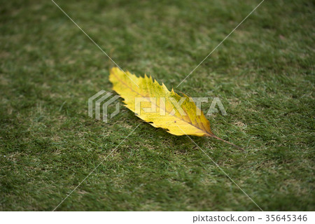 落葉 35645346