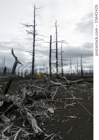Natural disaster: tree in Dead Forest on Kamchatka 35645426