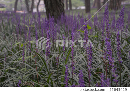 McMundong, Pine, Changzhou, Gyeongbuk 35645429