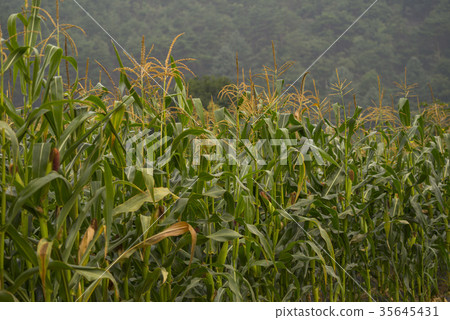 corn 35645431