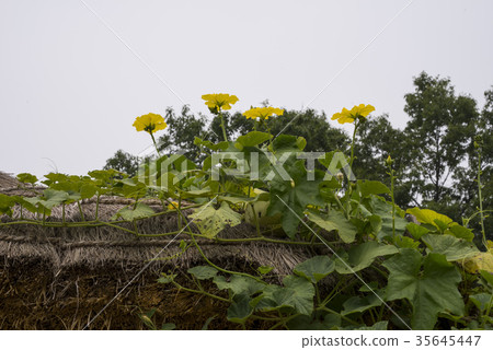 Mousse Village, Yeongju City, Gyeongbuk Province Mousse Village, Yeongju City, Gyeongbuk Province 35645447