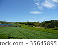Tea plantation 35645895