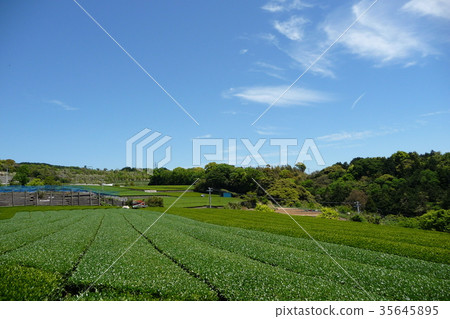 Tea plantation Tea plantation 35645895