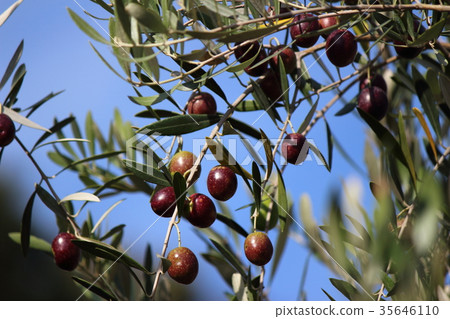 Olive Olive 35646110