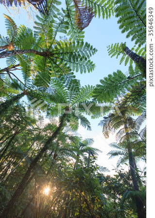Fern plant Hikagehego Okinawa 35646349