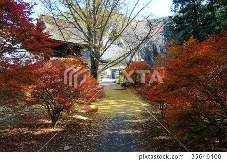 Small path Rei Matsudera of autumnal leaves Small path Rei Matsudera of autumnal leaves 35646400