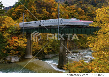 Akita Shinkansen E6 series running in the autumn leaves 35646429