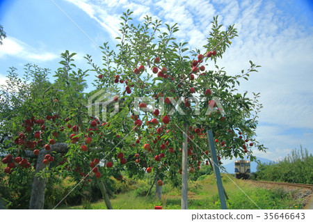 Gono line and apple field (kiha 40) 35646643