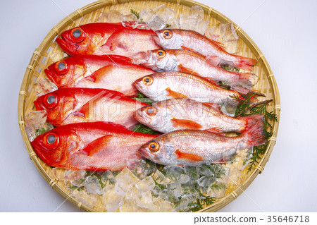 Nodoguro和Kinmedai食物 35646718