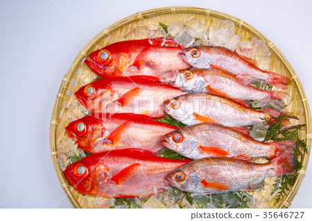 Nodoguro and Kinmedai food Nodoguro and Kinmedai food 35646727