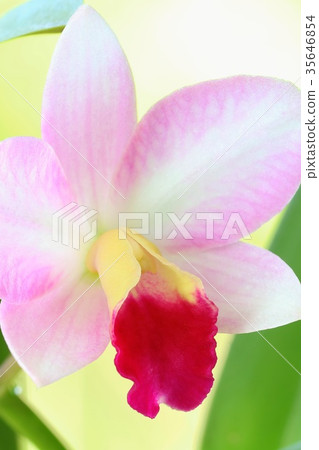 Cattleya orchid orchid pink flower candy tuft system Cattleya orchid orchid pink flower candy tuft system 35646854