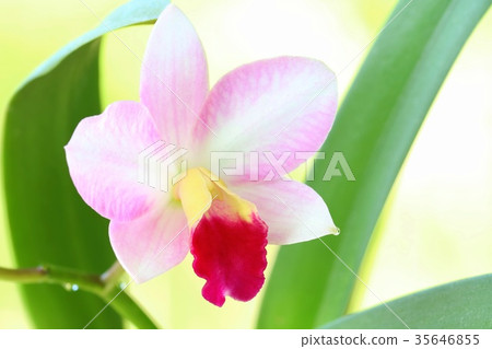 Cattleya蘭花蘭花桃紅色花糖果一束系統 Cattleya蘭花蘭花桃紅色花糖果一束系統 35646855