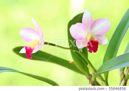 Cattleya蘭花蘭花桃紅色花糖果一束系統 Cattleya蘭花蘭花桃紅色花糖果一束系統 35646856